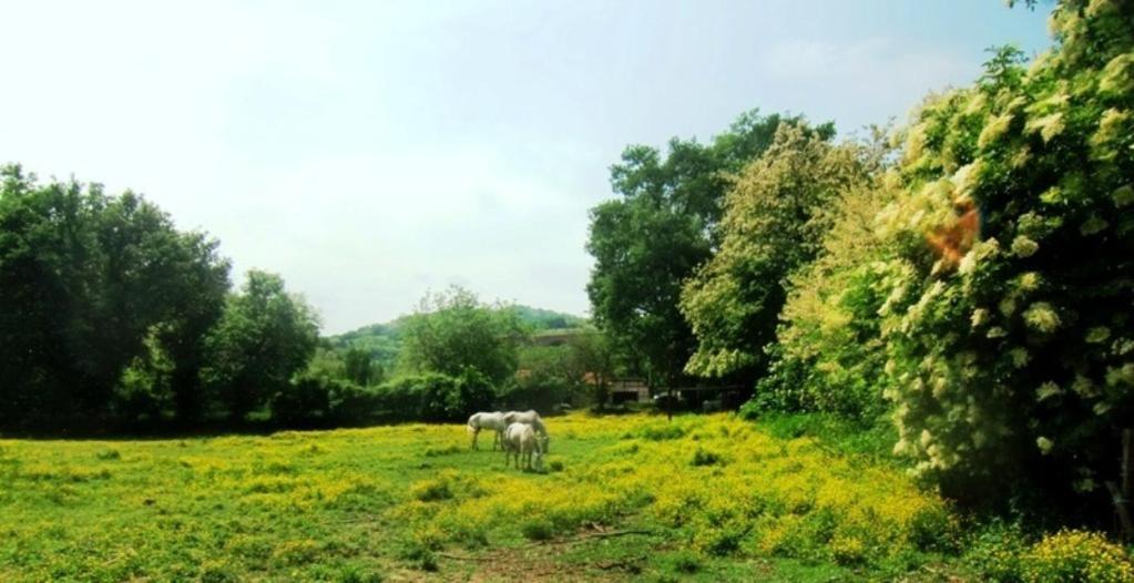 Ca' Perucci Konuk evi Urbino Dış mekan fotoğraf